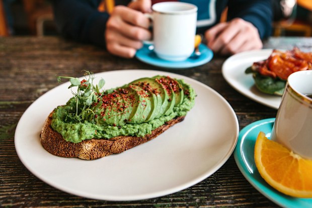 shepard avocado season