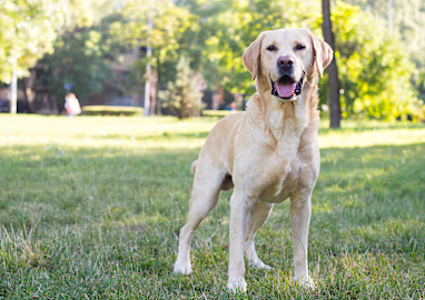 8. Labrador