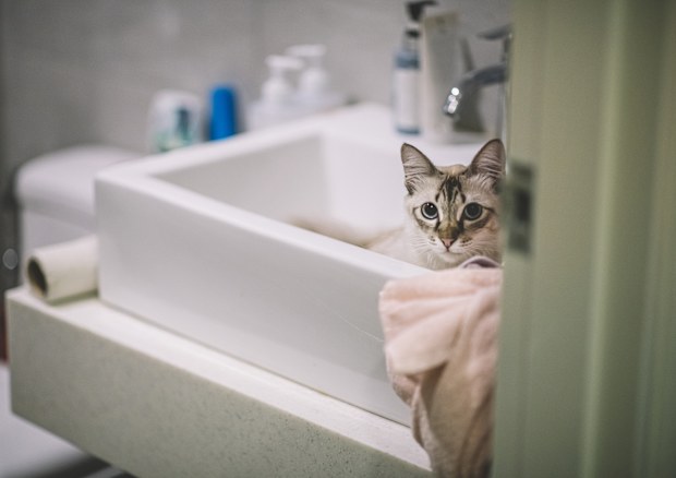 cat iStock photo