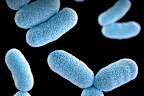 Corynebacterium diphtheriae bacteria, which causes diphtheria.