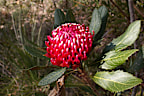 Gibraltar Range waratah