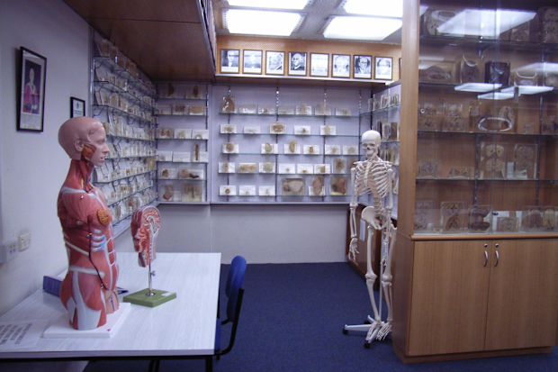 Skeleton and specimen cabinets at the R. A Rodda Museum 