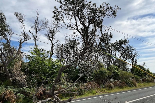 The State Emergency Service (SES) was kept busy overnight responding to 372 calls for help, largely due to felled trees and building damage.