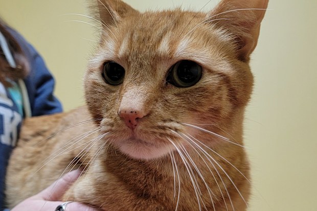 Lucky the missing cat.
