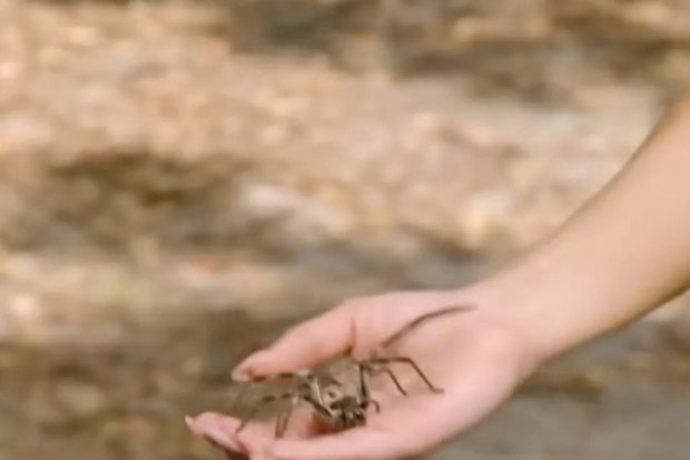 A shot of Sydney Sweeney holding a huntsman spider in Anyone But You.
