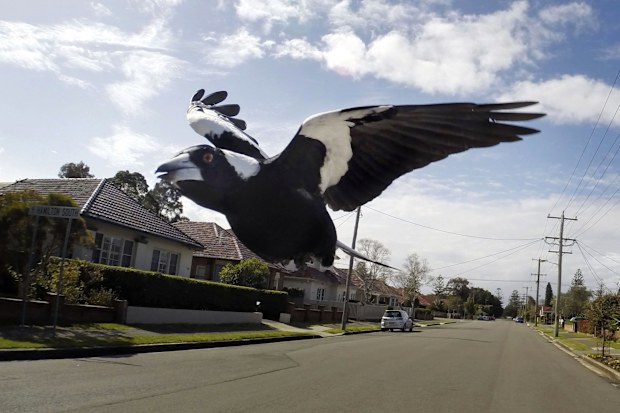 Magpies usually swoop to ward of threats to their chicks. Note, this is not the magpie in question.