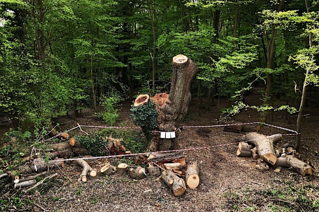 A centuries-old oak tree in Enfield, London, was cut down earlier this month.