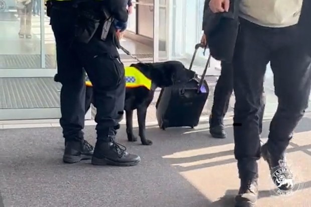 Tasmanian police seized about two kilos of cannabis from a property in the town of Tullah on the state's west coast.
