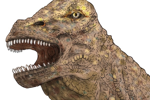 A 'near-complete' dinosaur skull has been found in Queensland in what experts say offers a new insight into lives of the creatures in Australia almost 100 million years ago.