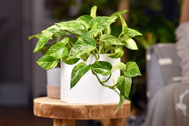 Indoor plants, houseplants