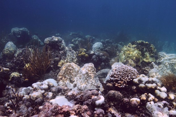 Struggling or dead corals in the mass bleaching event in the Florida Keys in 2014 and scientists are concerned Florida's unprecedented water temperature could lead to bleaching this year.