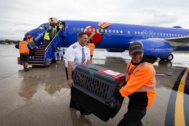 In response to Hurricanes Helene and Milton, Southwest Airlines® partnered with Greater Good Charities and Lucky Dog Animal Rescue, to operate an emergency airlift of about 150 shelter pets impacted by the storms. This emergency airlift from Myrtle Beach to Milwaukee allowed overcrowded shelters to support more displaced and injured pets from these disasters. // Photo Credit: Stephen M. Keller