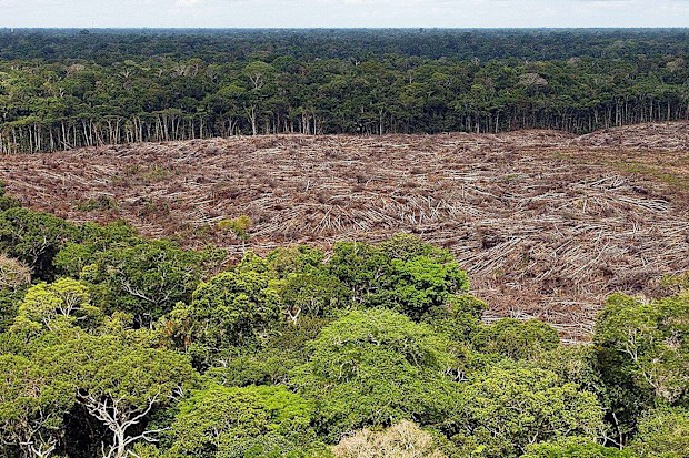 Deforestation in the Brazilian Amazon reached 2,254.8 square kilometers in July 2019, an area 278 percent larger compared to the same month last year, according to the National Institute of Space Research (INPE).