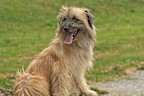 pyrenean shepherd