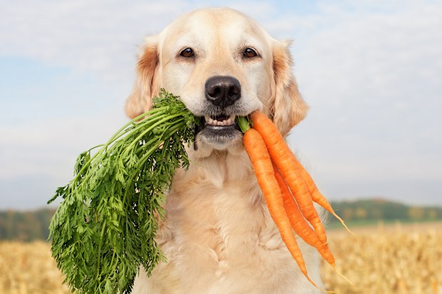 Golden Retriever holding carrots