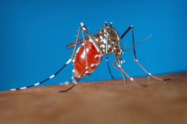 This 2003 photo provided by the Centers for Disease Control and Prevention shows a female Aedes albopictus mosquito acquiring a blood meal from a human host. (James Gathany/Centers for Disease Control and Prevention)