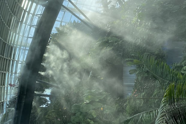 morning sunlight shining through Singapore Cloud Forest walkway