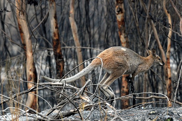 Wildlife that survived the bushfire in Wollemi National Park in Sydney search for food, Sunday, November 17, 2019. (AAP Image/Jeremy Piper) NO ARCHIVING