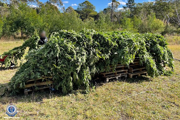 Man charged after over $3 million worth of marijuana seized in Western ...