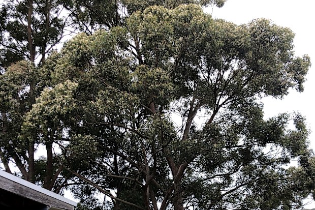Tree disputes between neighbours can sometimes end up in court.