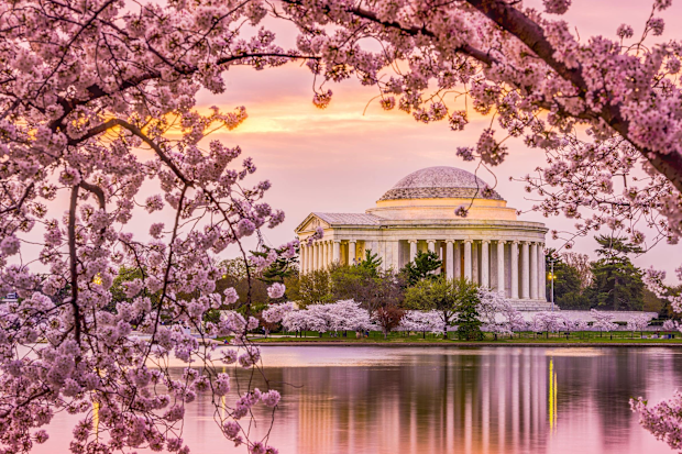 Washington DC cherry blossoms