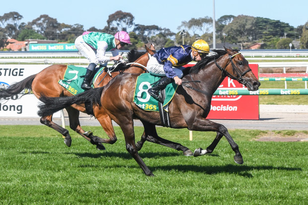 Emissary ridden by Blake Shinn wins the Geelong Cup ahead of race favourite Surefire.