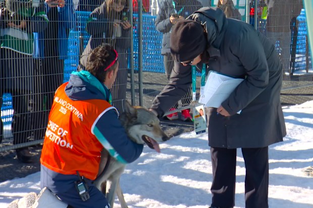 A dog named Nazgul runs onto the track near the finish during the heats of the cross-country skiing women's team sprint free