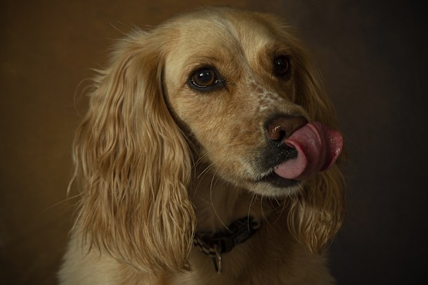 DOG STOCK Cocker Spaniel Dog.