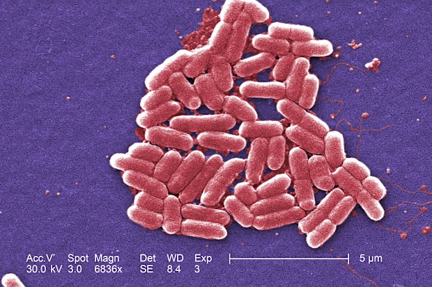 If someone eats food contaminated with E. coli, they may become seriously ill.