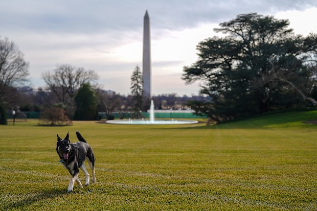 Joe Biden's dogs arrive at the White House