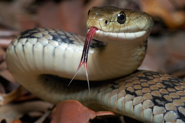snake on plane recent flight