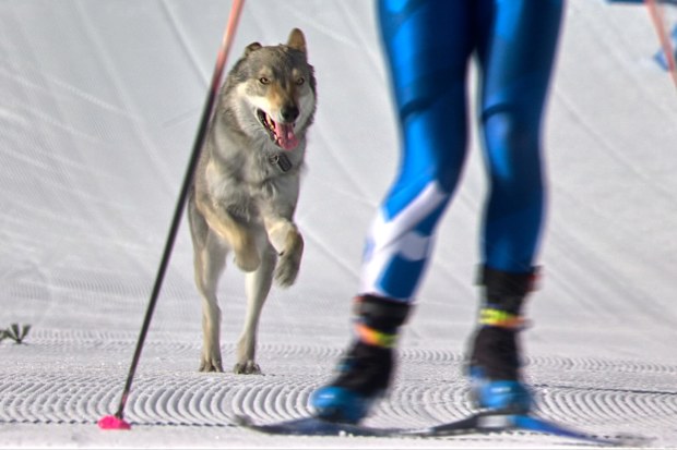 A dog named Nazgul runs onto the track near the finish during the heats of the cross-country skiing women's team sprint free