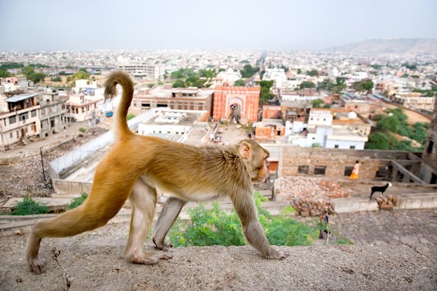 The monkeys who threw the fatal bricks are believed to be rhesus macaques.