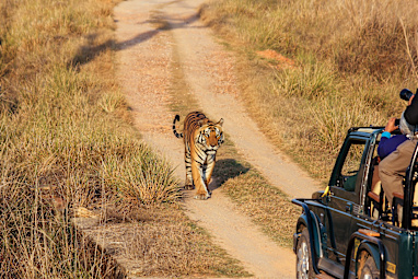 Go on a tiger safari in India