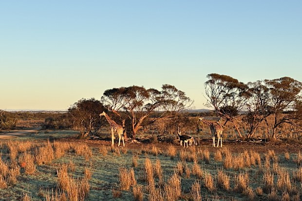 Monarto Safari Resort