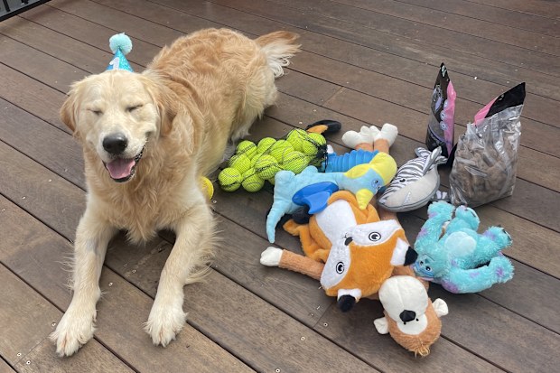 Golden Retriever 