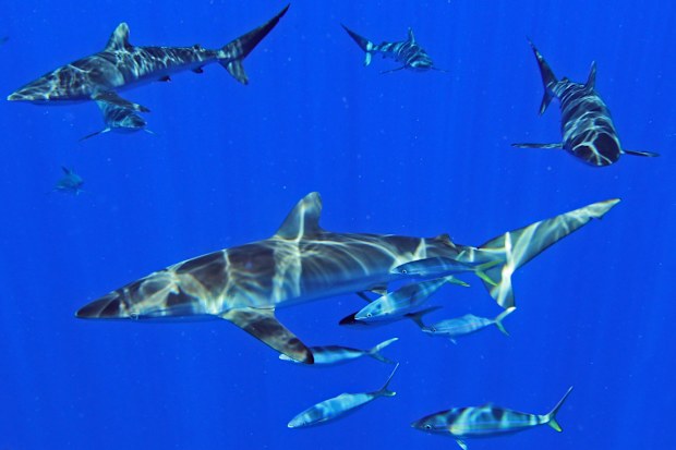 Swim with harmless reef sharks palau