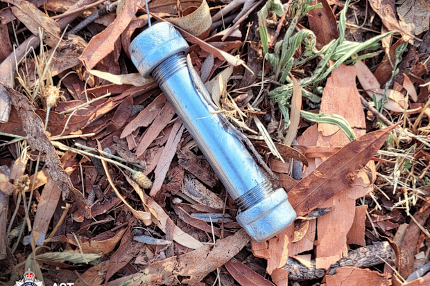 It is not known if any have been seen in other parts of Canberra.