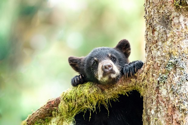 A young bear cub peers down from a tree