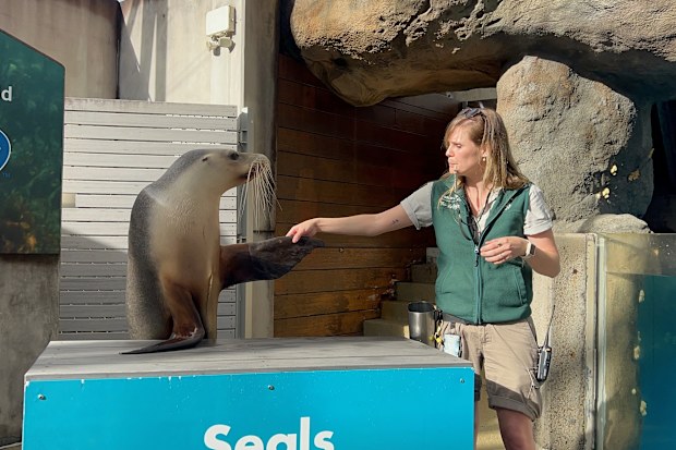 emily bennet taronga zoo roar and snore