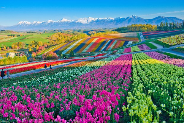 Panoramic Flower Gardens Shikisai hill in Biei, Japan
