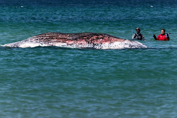 Vet Anne Herrschaft and helpers examine a dead whale, confirmed to be Timmy, off the Danish island of Anholt.