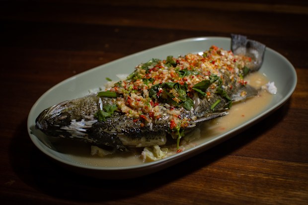 Fish