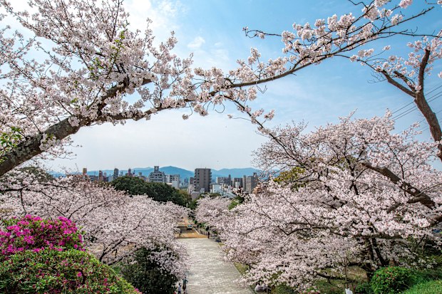Cherry blossoms