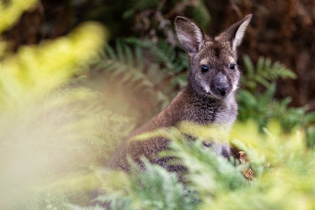 Wallaby
