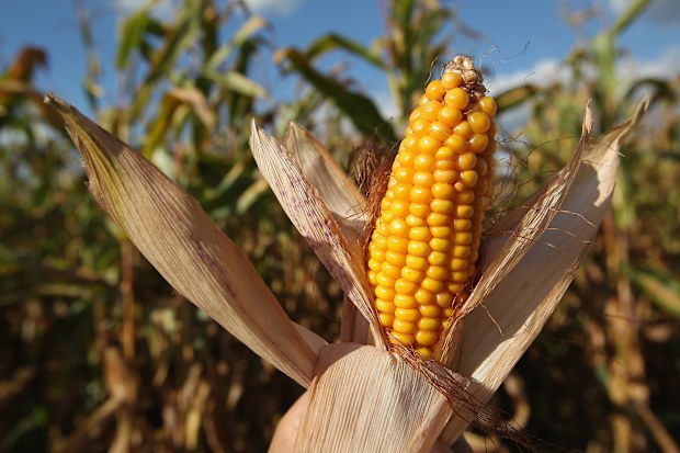 Corn cob 