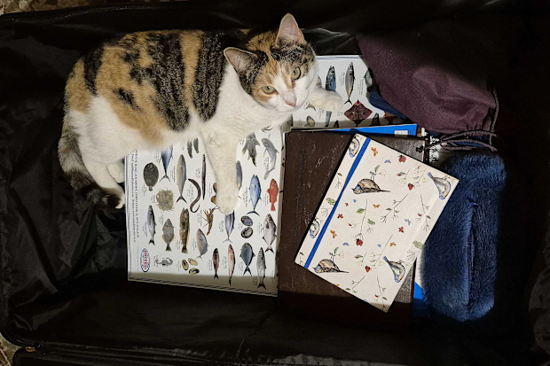 Packing moving countries cat suitcase
