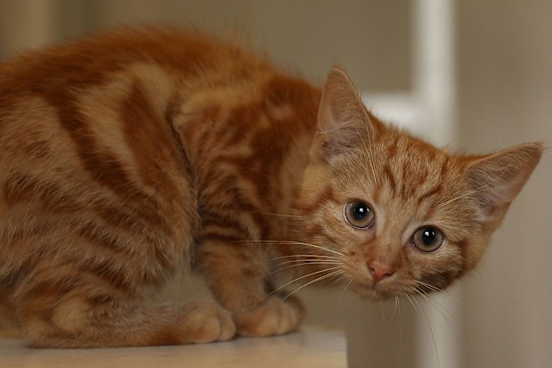 Milly, a 13-week-old kitten waits to be re-homed at The Society for Abandoned Animals sanctuary in Sale, Manchester which is facing an urgent cash crisis and is facing closure on July 27, 2010 in Manchester, England. The Society for Abandoned Animals exists entirely on public support and unless it can raise GBP 50,000 in the next couple of months it will have to close down. The registered charity started in 1967 and in the last five years alone the charity has rescued and found homes for more th