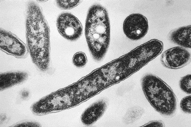 Legionella pneumophila bacteria under a microscope
