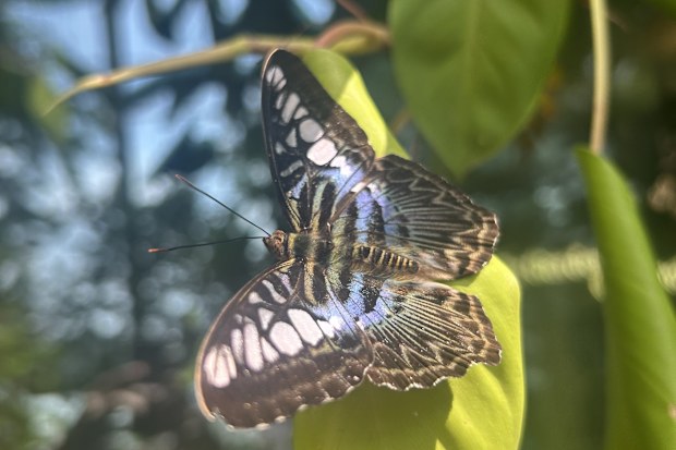 The Butterfly Garden in Terminal 3 was a highlight and is a nice escape from the difficulties of travel.